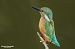 Martin pescatore (Alcedo atthis) © Paolo Deimichei