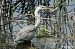Airone cenerino (Ardea cinerea) © Paolo Deimichei