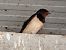 Rondine (Hirundo rustica) © Tonino Zarbo