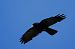 Gracchio alpino (Pyrrhocorax graculus) © Carlo Poiani