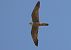 Lodolaio (Falco subbuteo) © Fabio Moretto