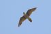 Falco pellegrino (Falco peregrinus) © Fabio Moretto