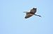 Airone rosso (Ardea purpurea) © Fabio Moretto