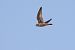 Falco pellegrino (Falco peregrinus) © Fabio Moretto