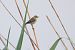 Forapaglie comune (Acrocephalus schoenobaenus) © Fabio Moretto