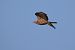 Falco pecchiaiolo (Pernis apivorus) © Fabio Moretto