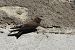 Eurasian Crag Martin (Ptyonoprogne rupestris) © Danilo Ortenzi