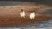 Ibis sacro (Threskiornis aethiopicus) © Danilo Ortenzi