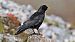 Gracchio alpino (Pyrrhocorax graculus) © Kaspar Mettler