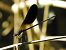Calopteryx haemorrhoidalis © Massimo Tassinari
