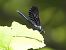 Calopteryx virgo  - Massimo Tassinari