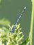 Coenagrion puella © Massimo Tassinari