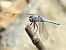 Orthetrum brunneum © Massimo Tassinari