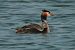 Svasso maggiore (Podiceps cristatus) © Vito Giovanni Santantonio