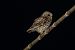 Civetta (Athene noctua) © Carlo Emanuelli
