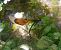 Calopteryx virgo © Elvire Laurens