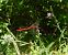 Sympetrum sanguineum © Elvire Laurens