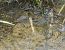 Orthetrum brunneum  - Elvire Laurens