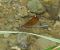 Calopteryx haemorrhoidalis © Elvire Laurens