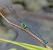 Coenagrion puella  - Fabio Angeli