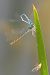 Coenagrion puella © Fabio Angeli