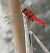 Crocothemis erythraea  - Fabio Angeli