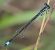 Ischnura elegans  - Fabio Angeli