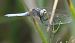 Orthetrum coerulescens  - Fabio Angeli