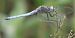 Orthetrum coerulescens © Fabio Angeli