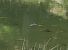 Aeshna juncea © Fabio Angeli