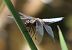 Libellula depressa  - Fabio Angeli