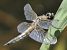 Libellula quadrimaculata © Fabio Angeli