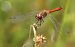 Sympetrum sanguineum © Fabio Angeli