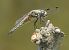 Libellula quadrimaculata © Fabio Angeli