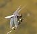 Libellula depressa © Fabio Angeli