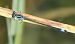 Ischnura elegans © Fabio Angeli