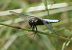 Libellula depressa © Fabio Angeli