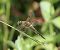 Libellula quadrimaculata  - Fabio Angeli