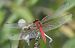 Sympetrum fonscolombei  - Fabio Angeli