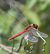 Sympetrum fonscolombei  - Fabio Angeli