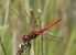 Sympetrum fonscolombei  - Fabio Angeli