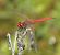 Red-veined Darter (Sympetrum fonscolombei) © Fabio Angeli