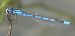 Common Bluet (Enallagma cyathigerum) © Fabio Angeli