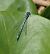 Coenagrion puella  - Fabio Angeli