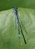 Coenagrion puella © Fabio Angeli