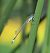 Ischnura elegans  - Fabio Angeli