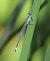 Ischnura elegans © Fabio Angeli