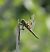 Libellula quadrimaculata © Fabio Angeli
