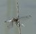 Orthetrum cancellatum  - Fabio Angeli