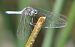 Orthetrum coerulescens  - Fabio Angeli